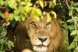 A male african lion looking out of a thicket on the savannah of the maasai mara, Kenya, africa.