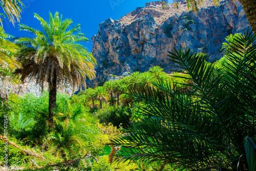 Beautiful palm forest in Preveli