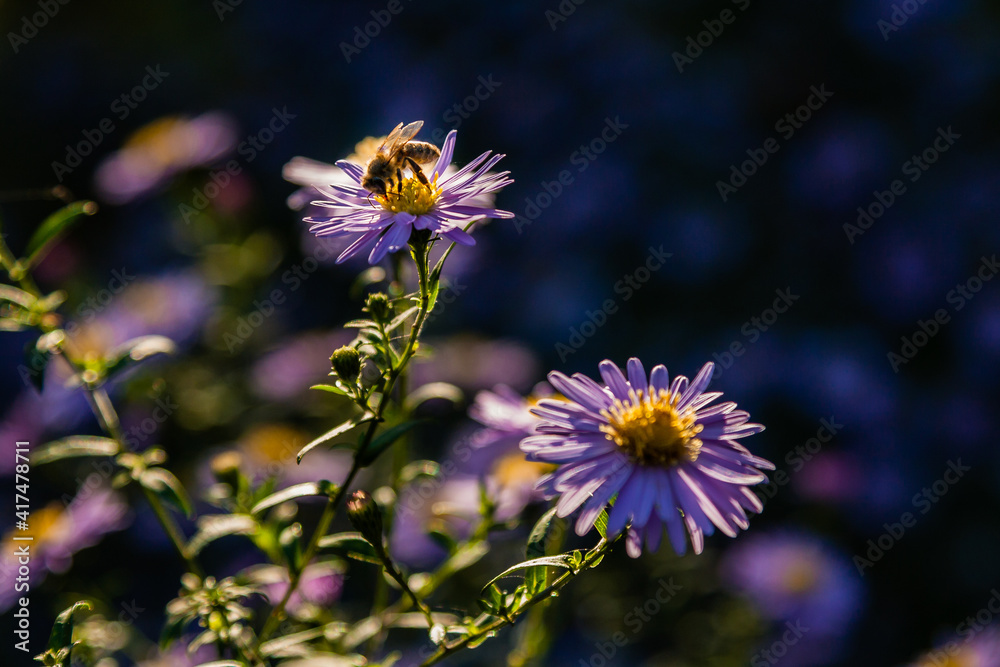 Fototapeta premium Field flowers on which insects and bees sit close up