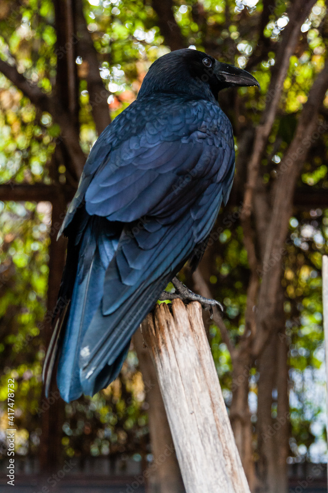 Fototapeta premium Big Black Raven sitting on a close-up branch