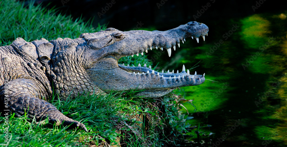 Obraz premium Crocodile 