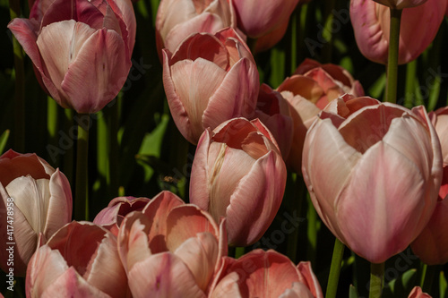 Fototapeta Naklejka Na Ścianę i Meble -  Pink tulips with an insect on a petal