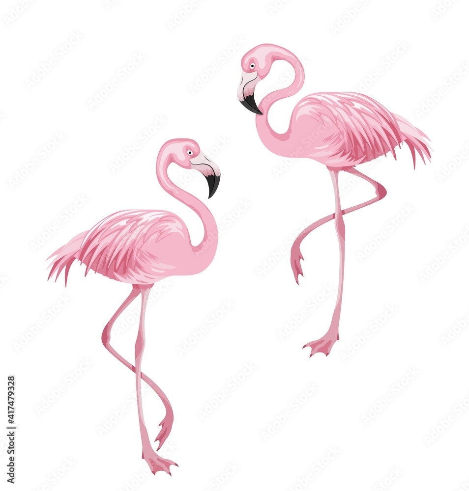 Obraz premium Flamingos. Pink tropical birds. Colorful design element. Isolated on white background. Vector illustration
