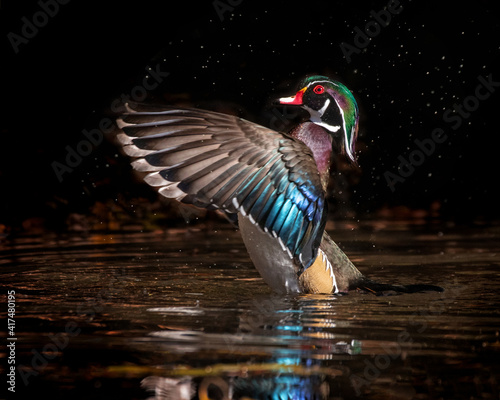 pretty wood duck male flapping his colorful wings