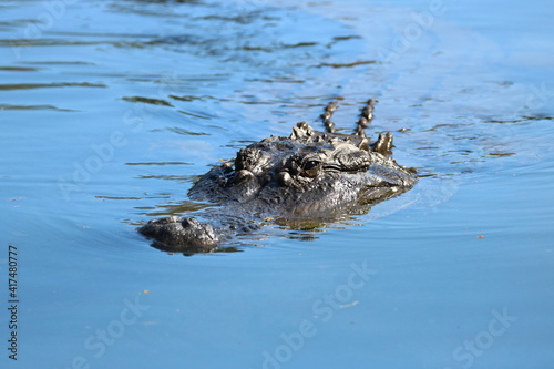 Alligator Swimming in the Water