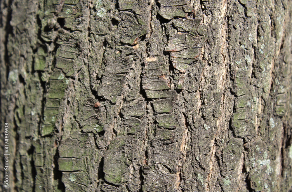 Corteccia del tronco dell'albero nel parco Corteccia del tronco dell'albero nel parco