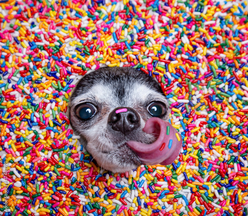 cute chihuahua poking his head through a colorful sprinkle candy background © annette shaff