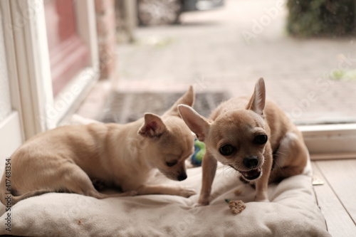 Two cute mini chihuahua dogs  puppies  white background  isolated  close up portrait of pets  funny pets couple