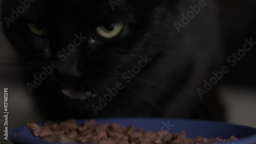 Close-up cat eats from a bowl . Feeding your pet. Dry food for cats. Natural, organic food from a blue bowl at home.