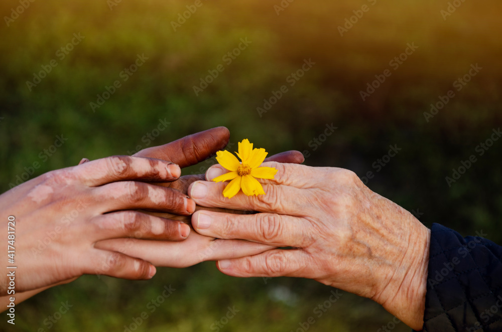Yellow flower in old and young hands close-up. Yellow flower in old wrinkled hands.A hand with vitiligo reaches for a flower. Friendship concept.Kindness, help and support.Delicate flower in old hands Yellow flower in old and young hands close-up. Yellow flower in old wrinkled hands.A hand with vitiligo reaches for a flower. Friendship concept.Kindness, help and support.Delicate flower in old hands