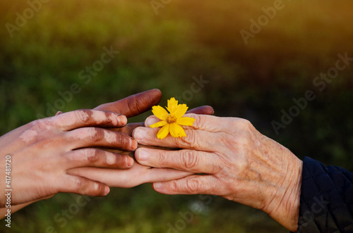 Yellow flower in old and young hands close-up. Yellow flower in old wrinkled hands.A hand with vitiligo reaches for a flower. Friendship concept.Kindness, help and support.Delicate flower in old hands