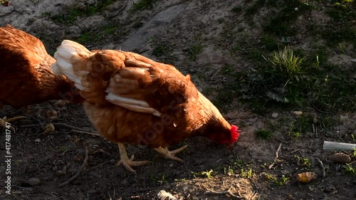 Domestic Free-range chickens in the yard pecking at the ground, food, grass.orange chicken in the yard.Brown hen