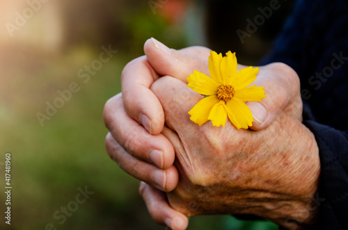 Thanks to the parents. Wrinkled hands with a flower close-up. Mercy and charity.The concept of kindness and care.Flower in old hands. Delicate flower in old hands close-up. Charity and help.