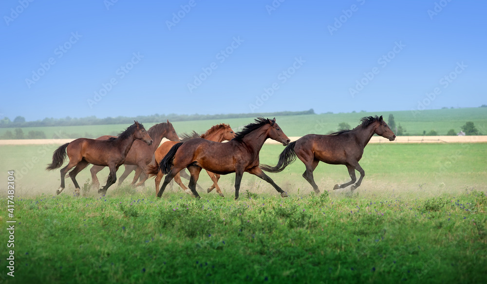 Large herd of beautiful horses galloping across the field in summer. Mustangs against the blue sky Large herd of beautiful horses galloping across the field in summer. Mustangs against the blue sky
