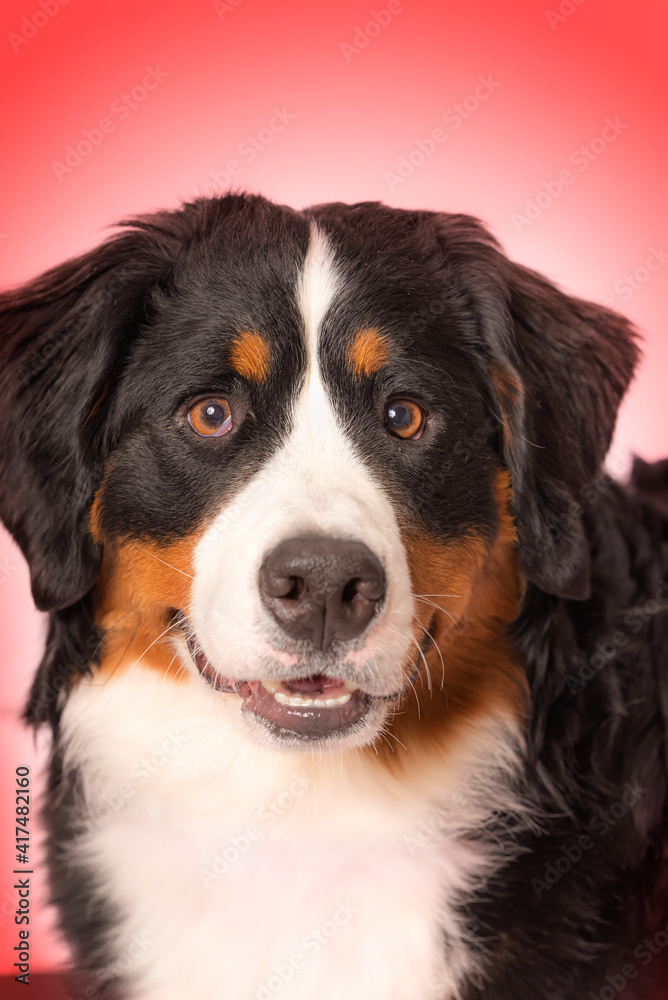 Bernese Mountain Dog studio portrait on white. Ten month old brown, black and white colored pup.  