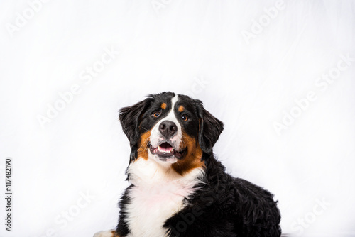 Bernese Mountain Dog studio portrait on white. Ten month old brown, black and white colored pup. 