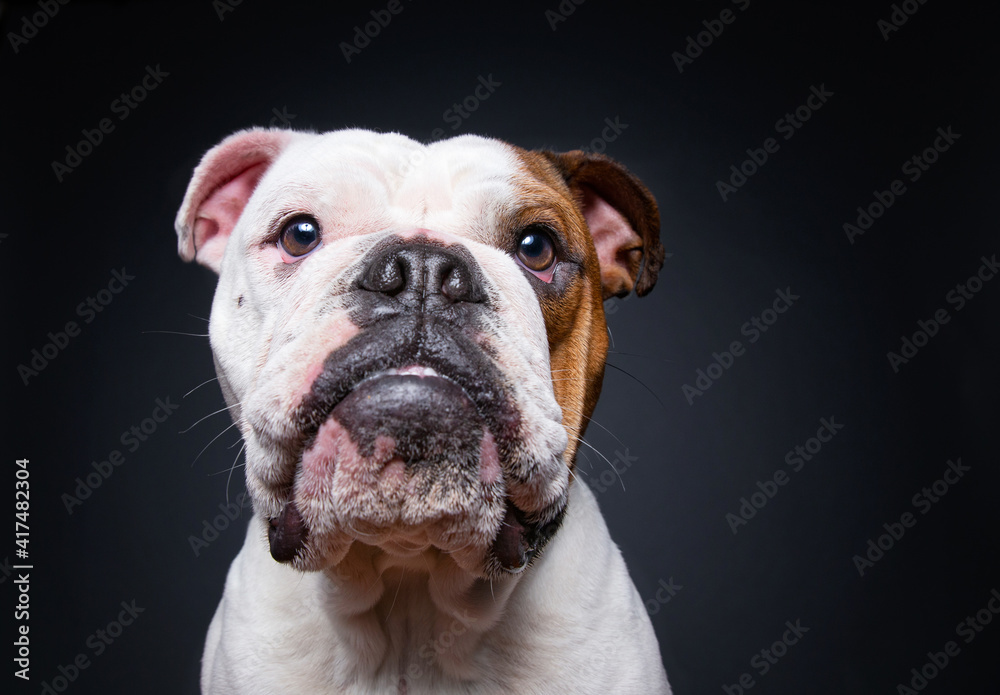 Fototapeta premium bulldog on an isolated background in a studio