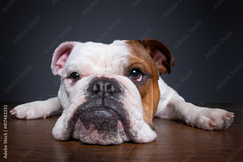 cute dog isolated in a studio shot with a black background