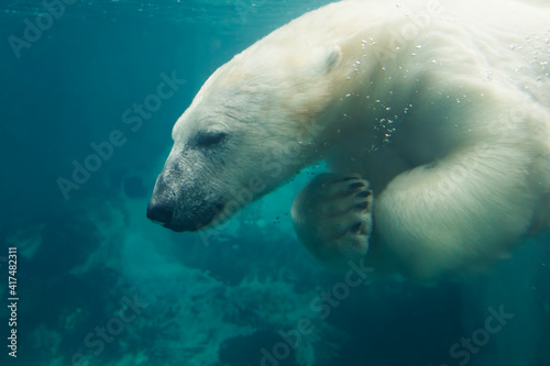  polar bear (Ursus maritimus) swiming © Mircea Costina