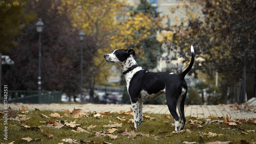 perro de perfil con la cola levantada