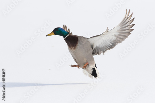 Mallards in flight in Canadian winter