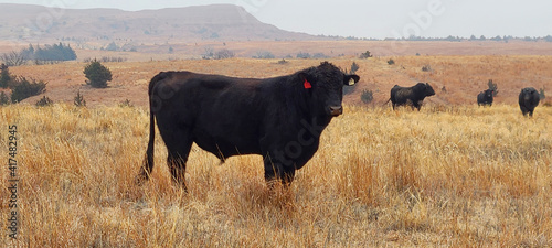 Картината върху платно Black Angus Steer Grazing with its Herd