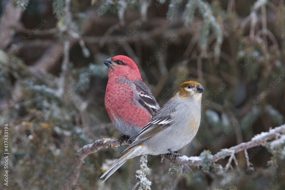 Pine Grosbeak - Pinicola enucleator in winter Pine Grosbeak - Pinicola enucleator in winter
