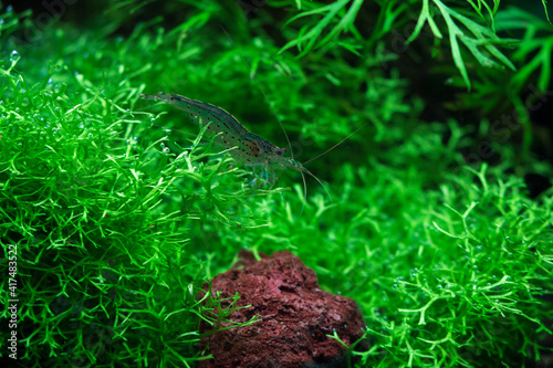Canvas Print Caridina multidentata,  Yamato shrimp, Japanese shrimp, Amano shrimp