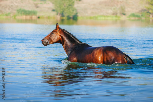 Beautiful brown stallion swimming in the lake on a neutral background. Horse swims in the pond in the summer.