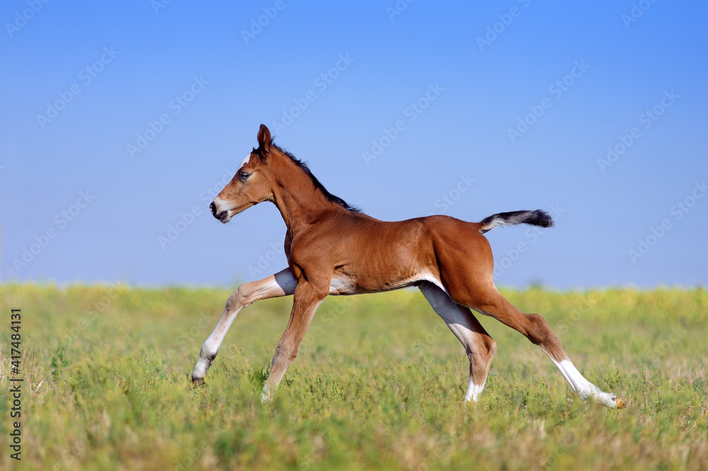 Beautiful little red foal in the sports field on a background of blue sky. A child rides a horse canter in the field. Foal two days old Beautiful little red foal in the sports field on a background of blue sky. A child rides a horse canter in the field. Foal two days old
