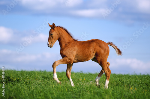 Beautiful red foal in the sports field on a background of blue sky. Horse rides in the grass