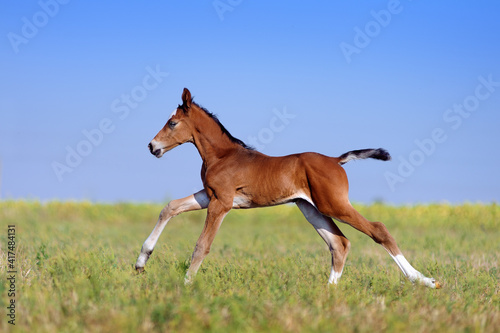 Fényképezés Beautiful little red foal in the sports field on a background of blue sky