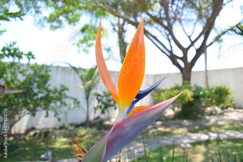 flor