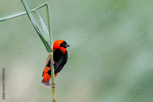Southern red bishop or red bishop (Euplectes orix) in breeding plumage is sitting on a reed stalk 
 in a lake the the town of Mkuze in South Africa photo
