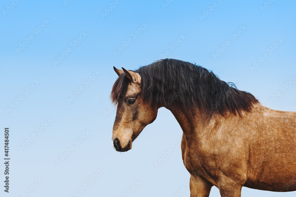 Fototapeta premium Portrait of a red stallion against the blue sky. A beautiful horse with a long black mane. Light horse with a dark mane