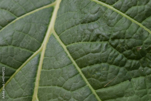 hoja