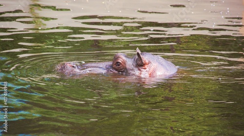 Hipopotam w wodzie, sama głowa.