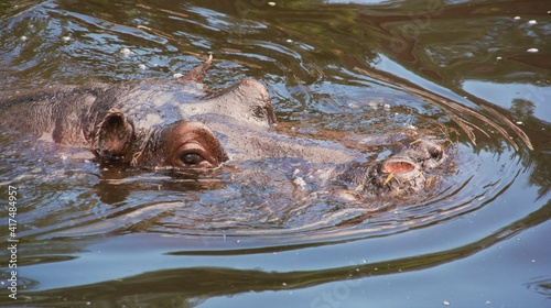 Głowa hipopotama w wodzie