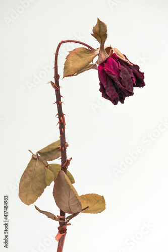 WITHERED RED ROSE ON WHITE BACKGROUND. DRIED FLOWERS FOR DECORATIVE ARTS CONCEPT.