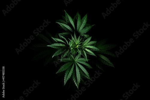 cannabis plant from above on black background