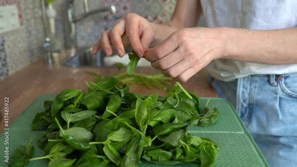 Close up of woman sorting fresh harvested basil leaves arranged for after wash, tears off wet leaves from stems, standing in home kitchen. Close up of woman sorting fresh harvested basil leaves arranged for after wash, tears off wet leaves from stems, standing in home kitchen.