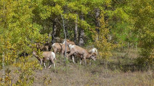 Wild goats in the woods at Banff national park
