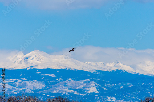 Bird in flight with mountain background