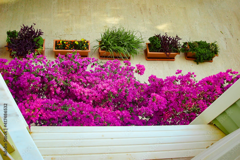 Fototapeta premium Flowers of the Mediterranean coast, top view, home breeding of flowers.