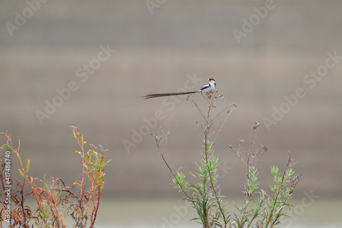 Pin-tailed whydah alongside the dam photo