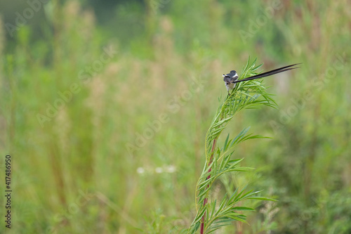 Pin-tailed whydah alongside the dam photo