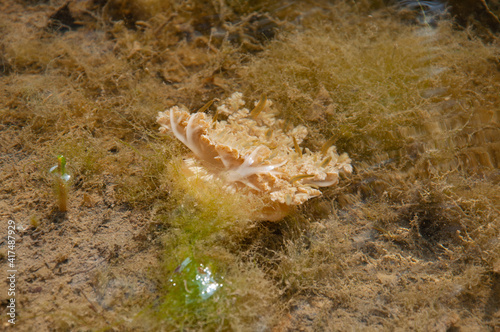Cassiopea andromeda in the shallow lagoons. photo