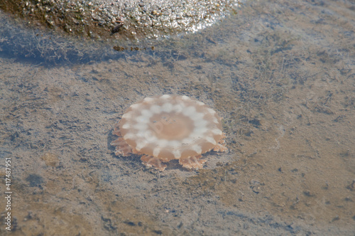 Cassiopea andromeda in the shallow lagoons. photo