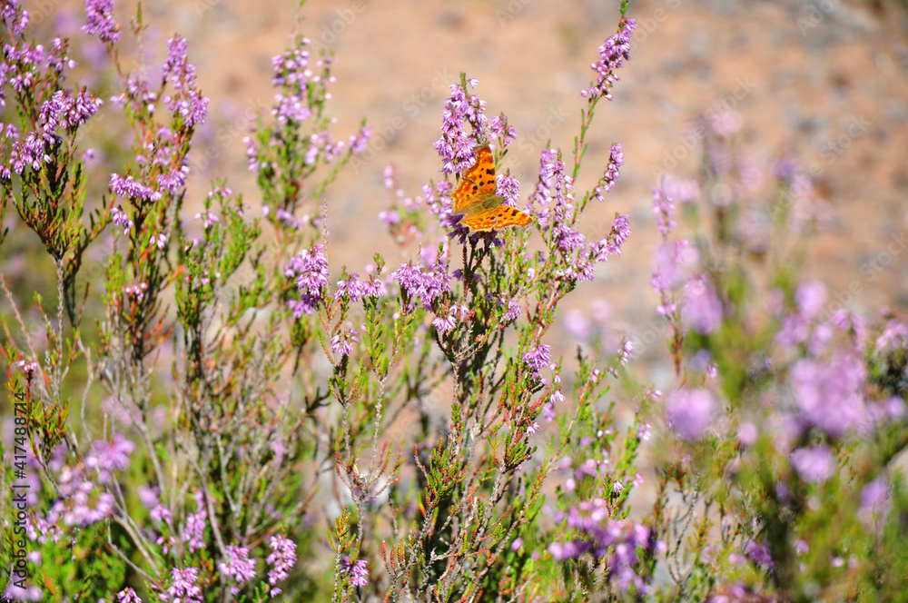 motyl