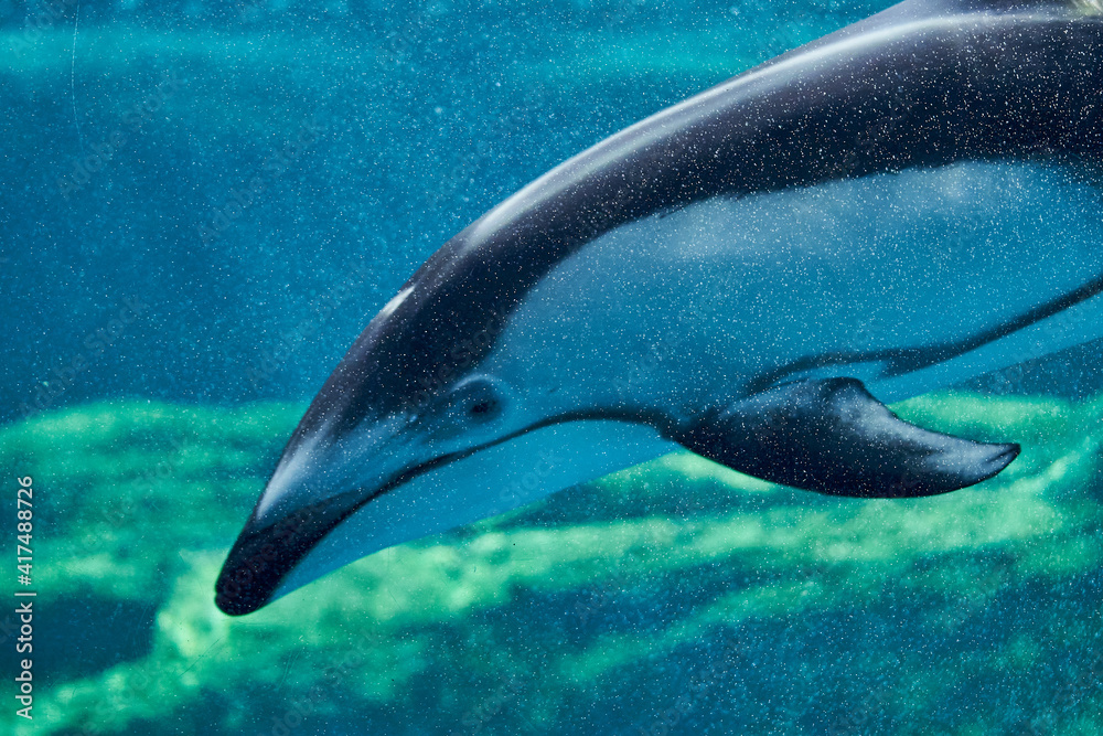 Fototapeta premium Dolphin